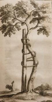 Det ortopædiske træ fra Andrys lærebog 1741.